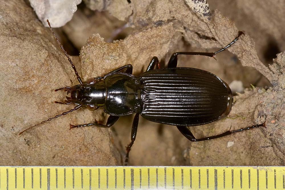 Pterostichus niger